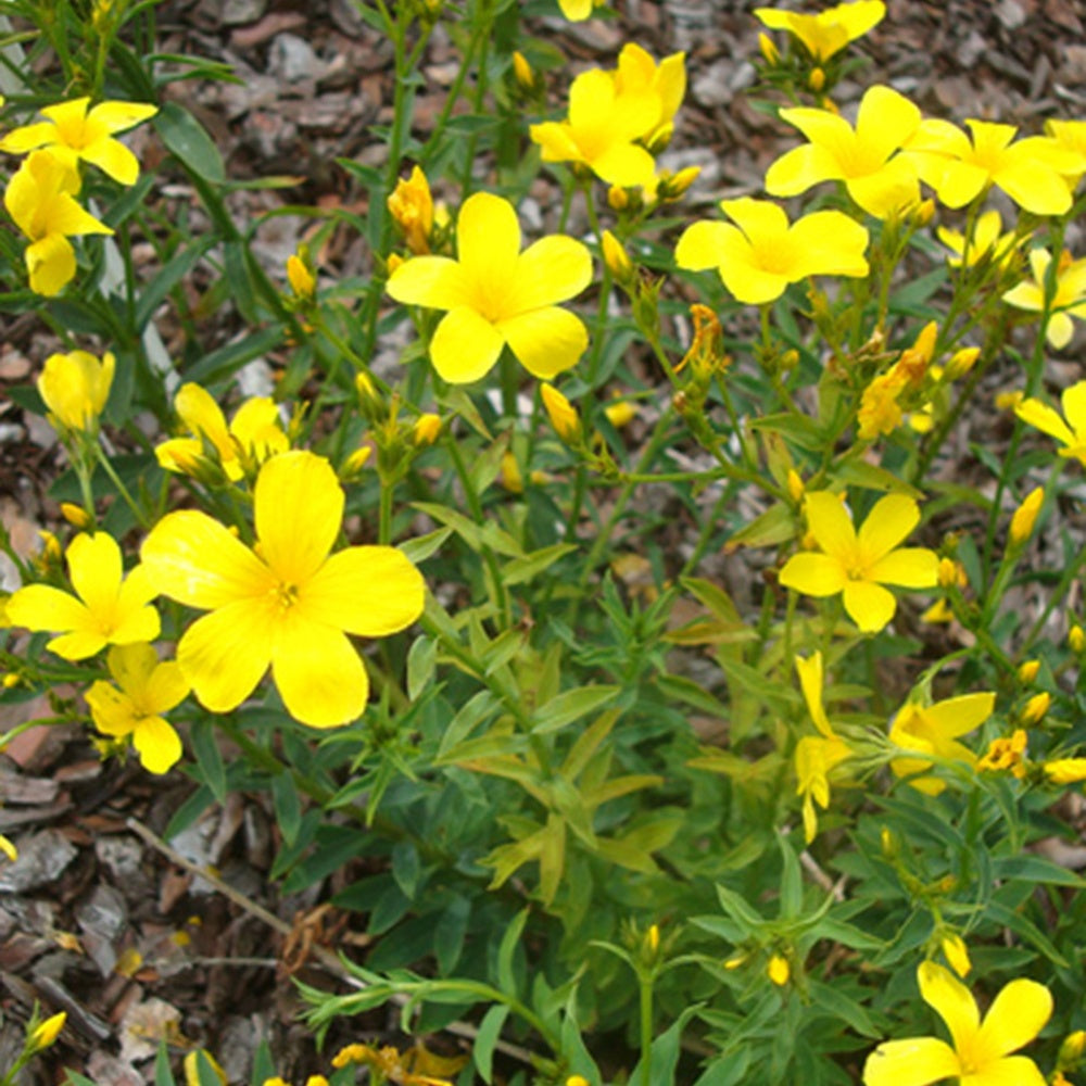 Lin jaune Compactum - Linum flavum compactum - Bakker