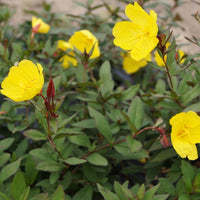 Bakker - Oenothère Sonnenwende - Onagre - Oenothera fruticosa sonnenwende - Plantes d'extérieur