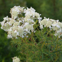 Bakker - Menthe des montagnes - Psycnanthemum flexuosum - Arbustes et vivaces