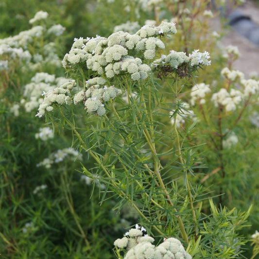 Menthe des montagnes - Bakker