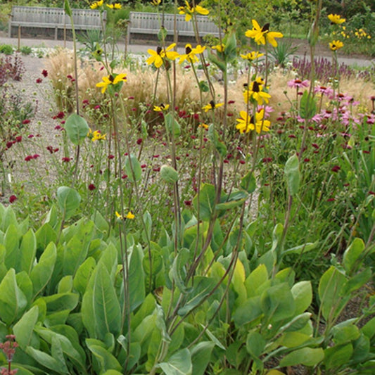 Bakker - Rudbeckia géante - Rudbeckia maxima - Plantes d'extérieur