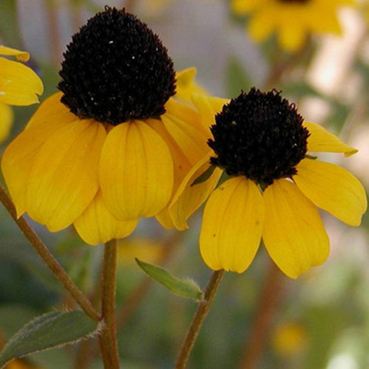 Rudbeckia trilobée - Bakker