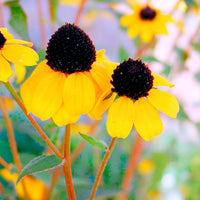 Rudbeckia - Rudbeckia trilobée - Rudbeckia  triloba