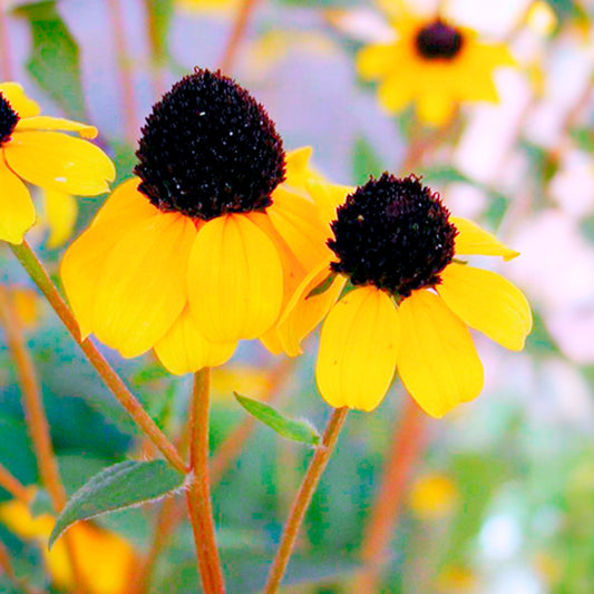 Rudbeckia trilobée - Bakker