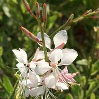 Bakker - Gaura Corrie's Gold - Gaura lindheimeri corrie's gold - Arbustes et vivaces