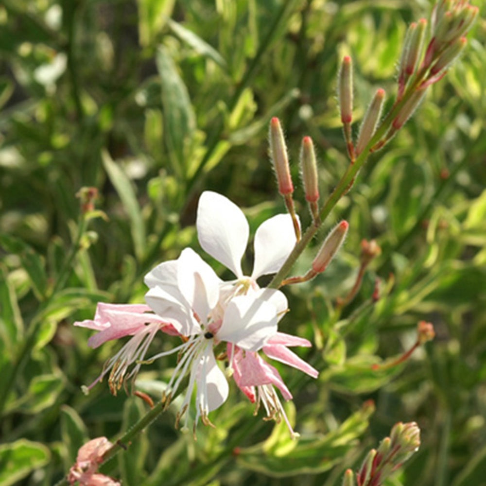 Bakker - Gaura Corrie's Gold - Gaura lindheimeri corrie's gold - Plantes vivaces