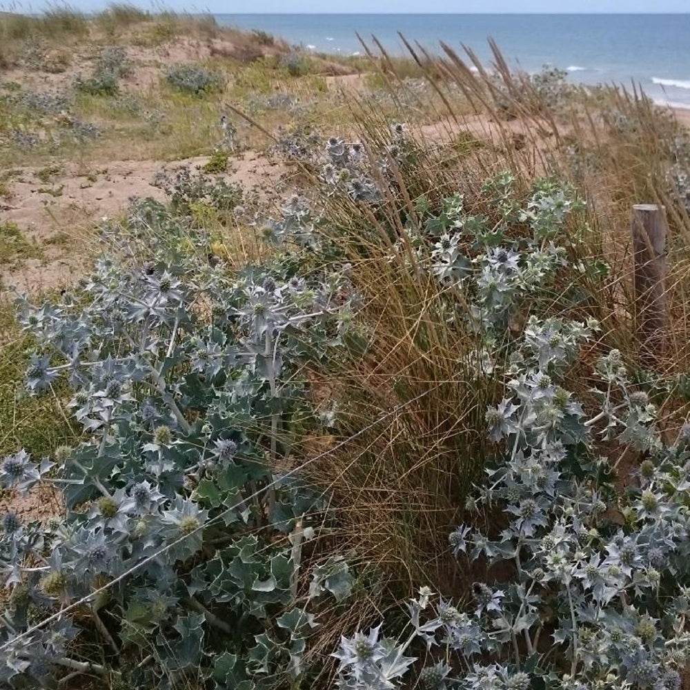 Panicaut - Panicaut maritime - Eryngium maritimum