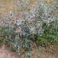 Bakker - Panicaut maritime - Eryngium maritimum