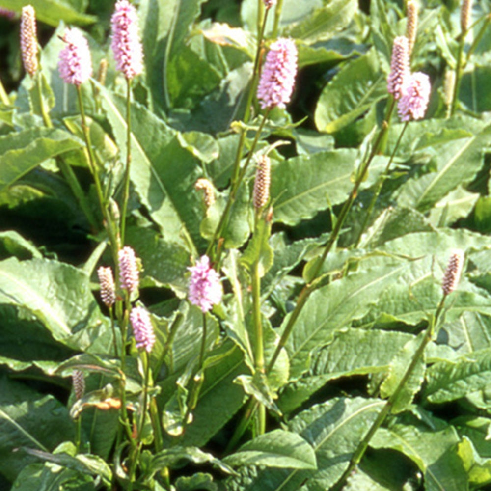 Renouée Persicaria bistorta Superba - Plantes vivaces - Bakker