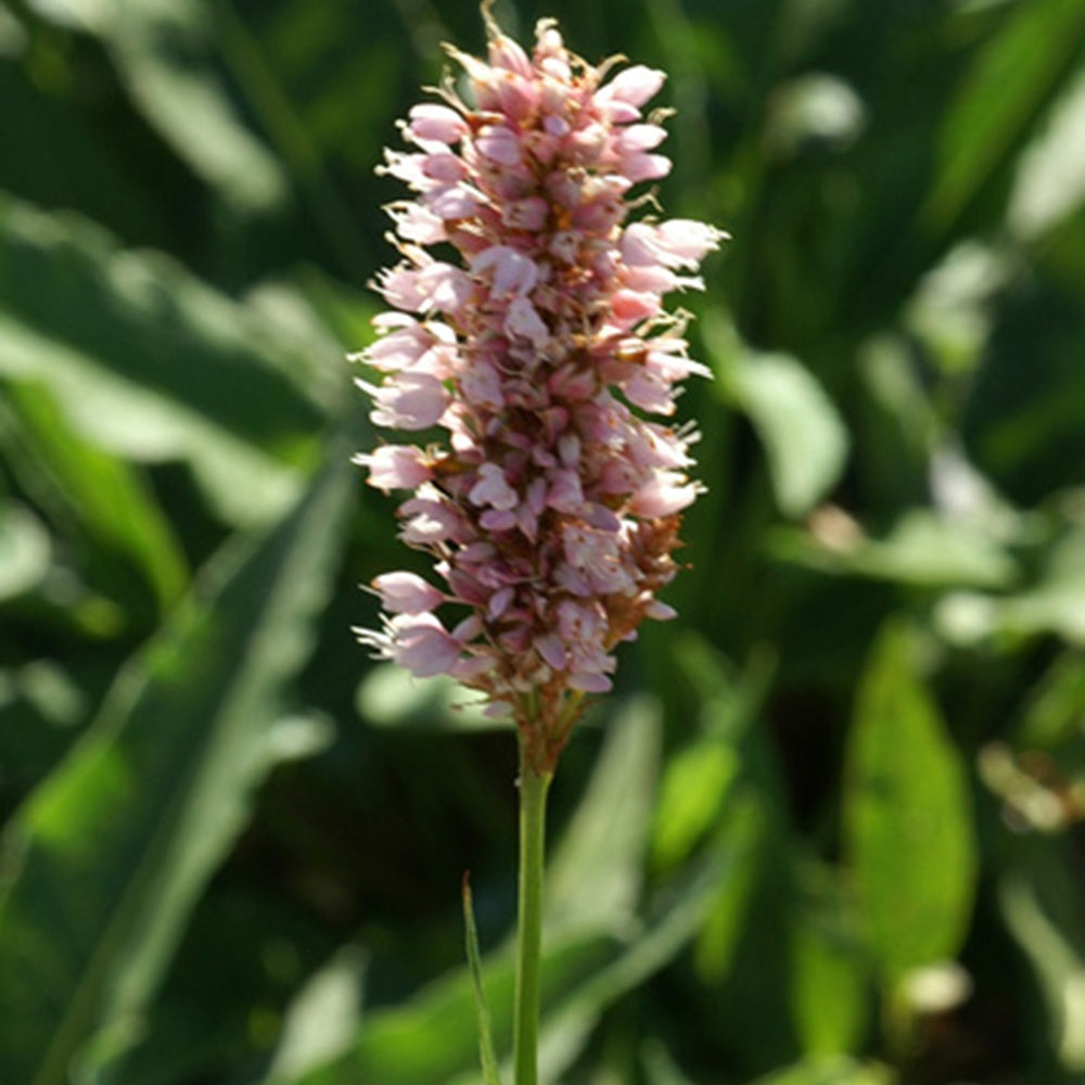 Vente Renouée Persicaria bistorta Superba