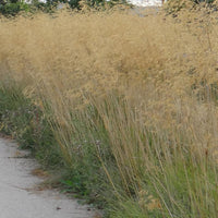 Bakker - Stipe géante - Stipa gigantea - Arbustes et vivaces