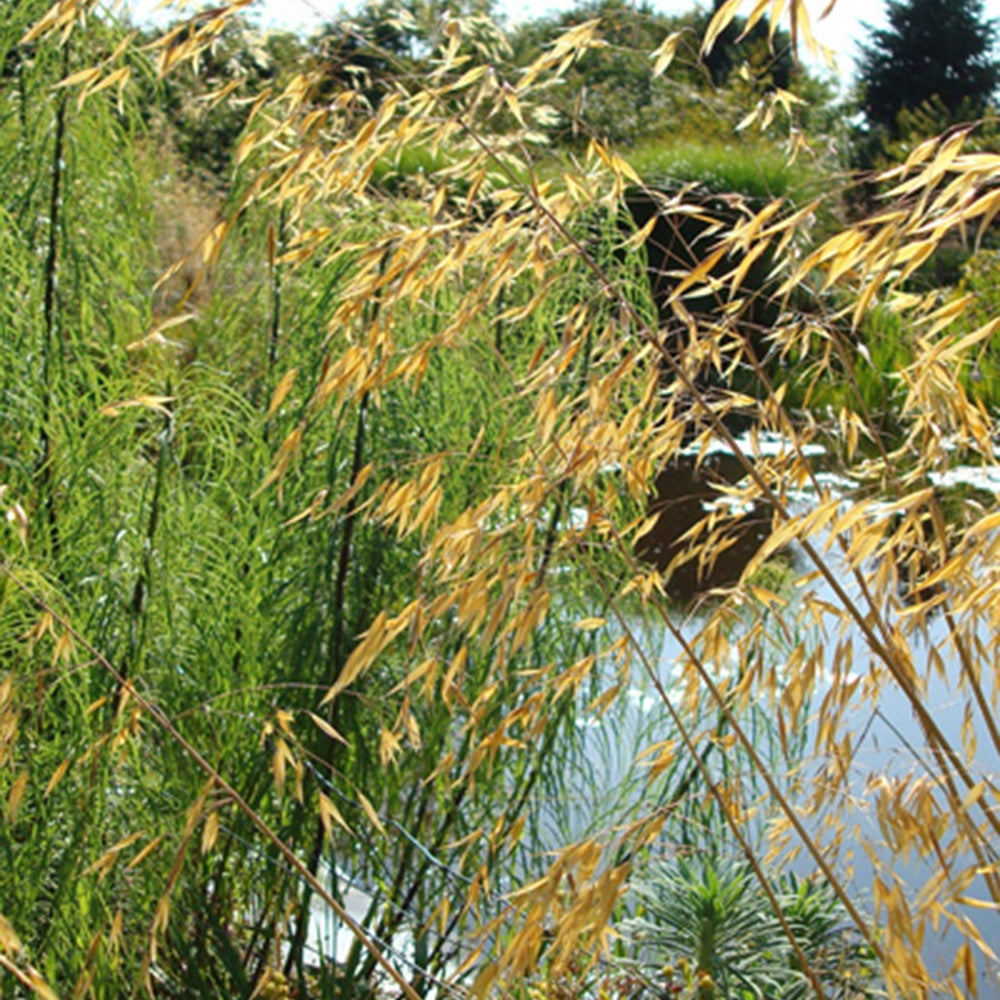 Stipa gigantea - Stipe géante - Stipe