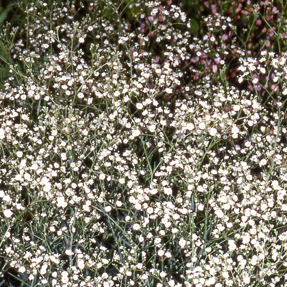 Brouillard Bristol Fairy Gypsophile Bristol Fairy - Bakker.com | France