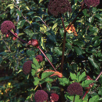 Bakker - Angélique - Angelica gigas - Plantes d'extérieur