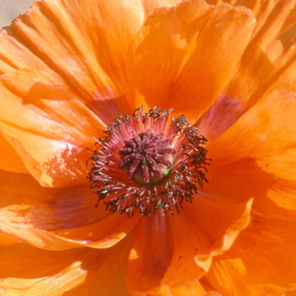 Pavot d'Orient Harvest Moon - Papaver orientale harvest moon - Bakker
