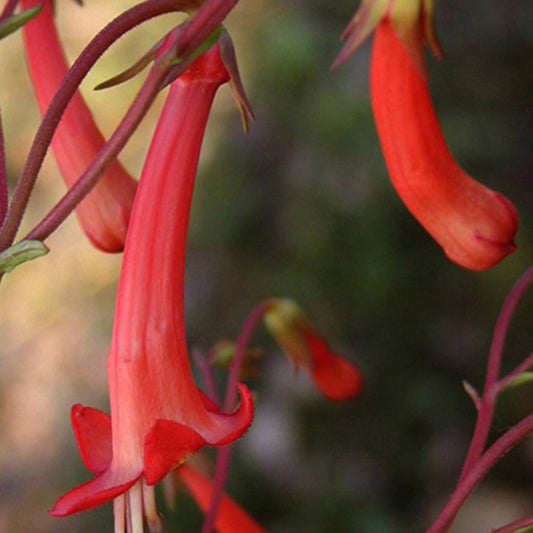 Fuchsia du Cap - Bakker