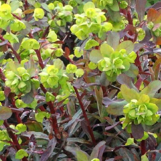 Euphorbe amygdaloides Ruby Glow - Bakker