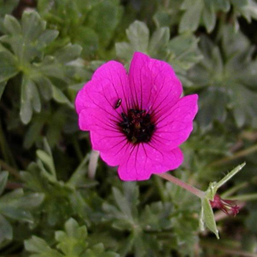 Bakker - Géranium cendré Splendens - Geranium cinereum splendens - Plantes d'extérieur