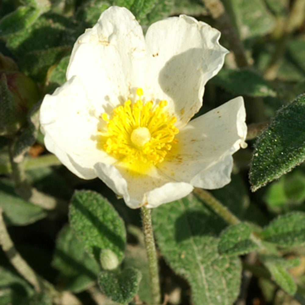 Ciste obtusifolius - Bakker