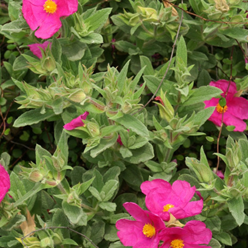 Ciste pulvérulent - Cistus pulverulentus - Bakker