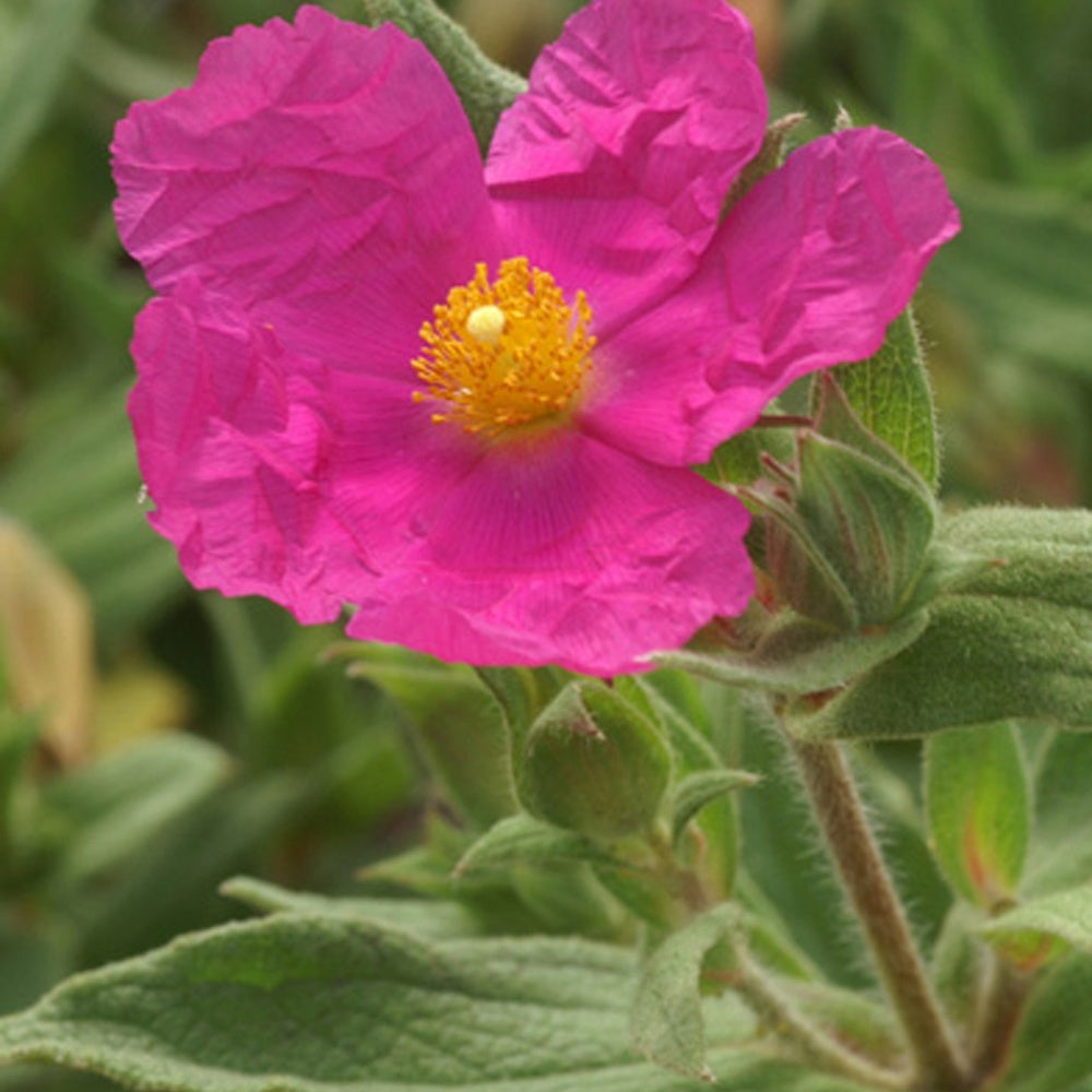 Cistus pulverulentus - Ciste pulvérulent - Cistus - Ciste