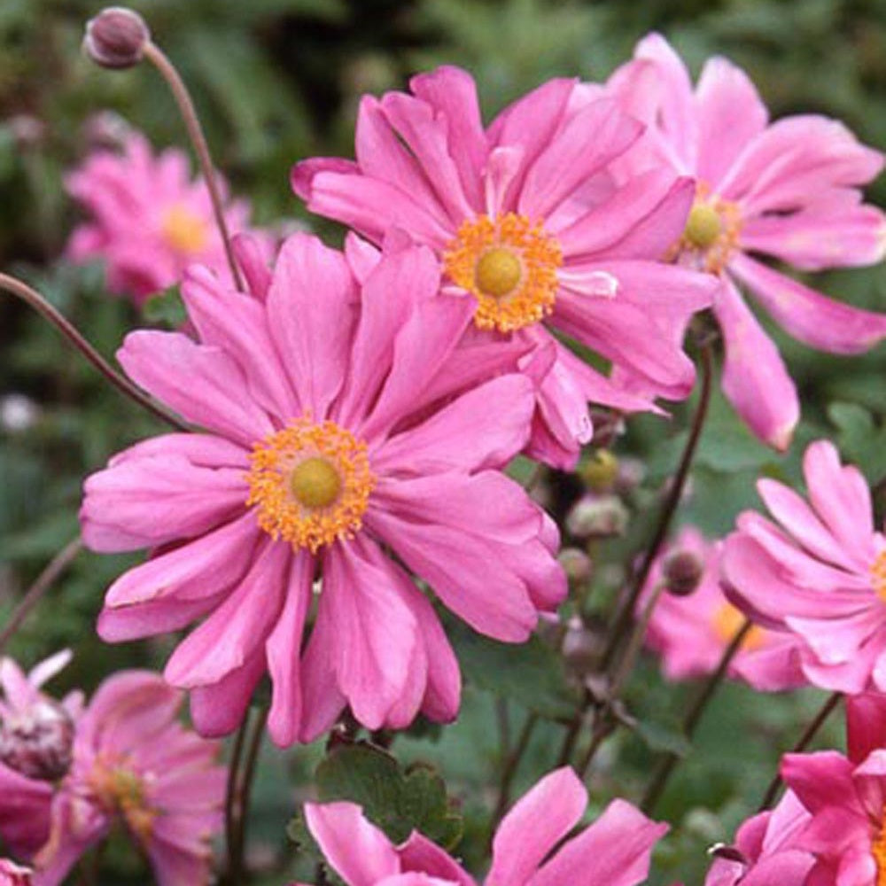 Anemone hupehensis - Anémone du Japon