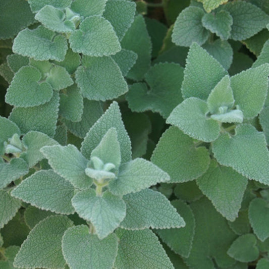 Ballota hirsuta - Bakker