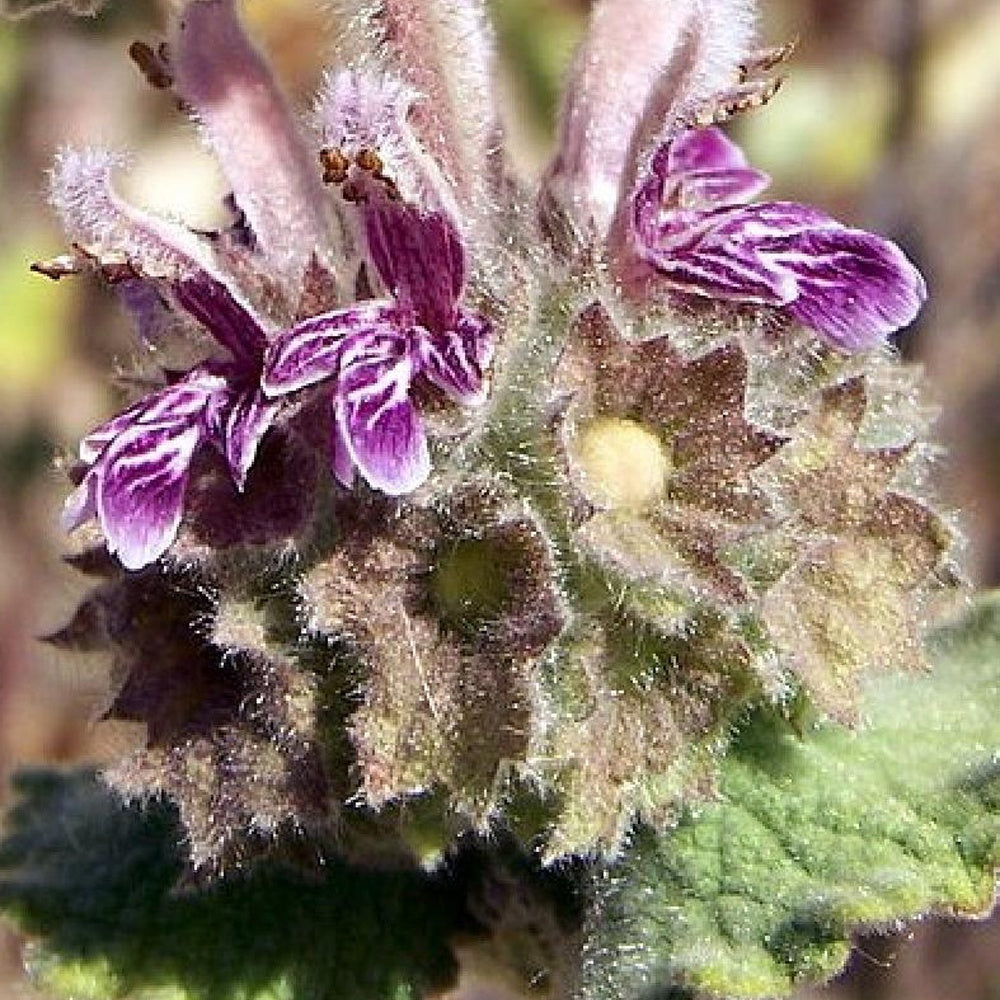 Ballota hirsuta - Ballota hirsuta - Bakker