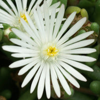 Delosperma Graaf Reinet - Bakker.com | France