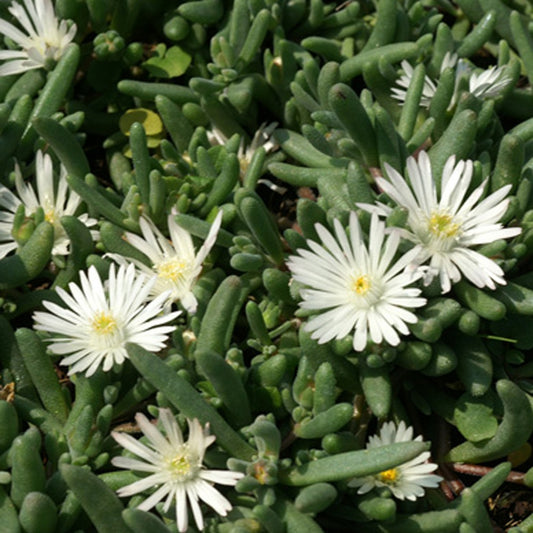 Delosperma Graaf Reinet - Bakker