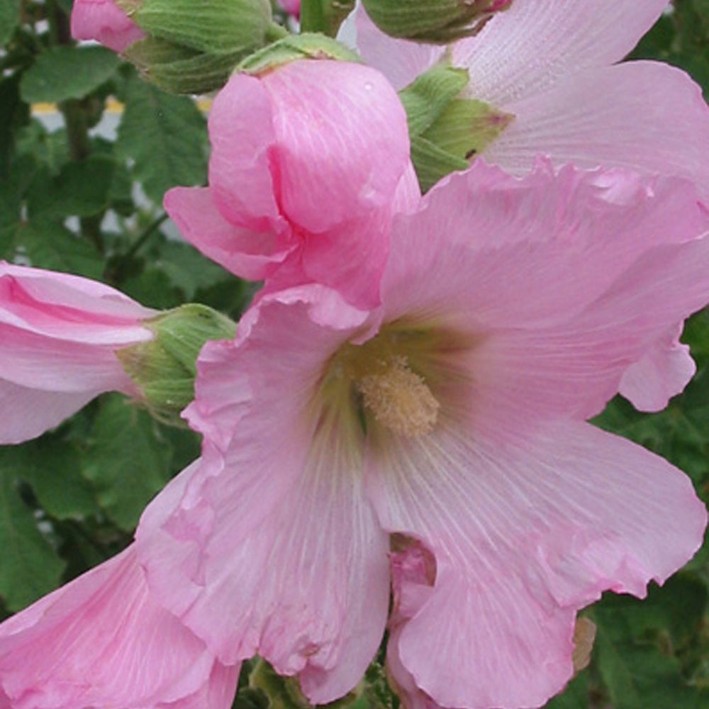 Bakker - Rose trémière à feuilles de figuier  - Alcea ficifolia - Plantes d'extérieur