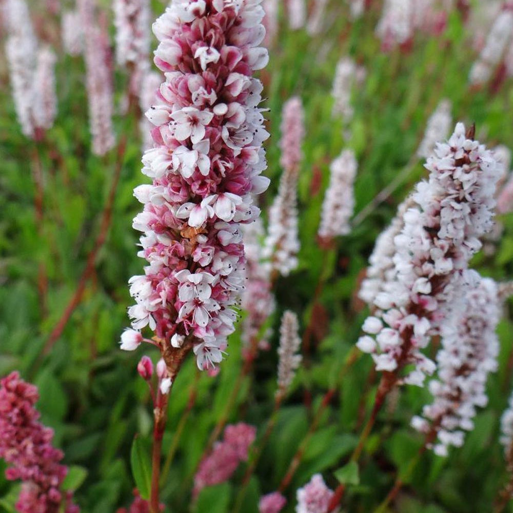 Renouée Donald Lowndes - Persicaria affinis Donald Lowndes - Bakker