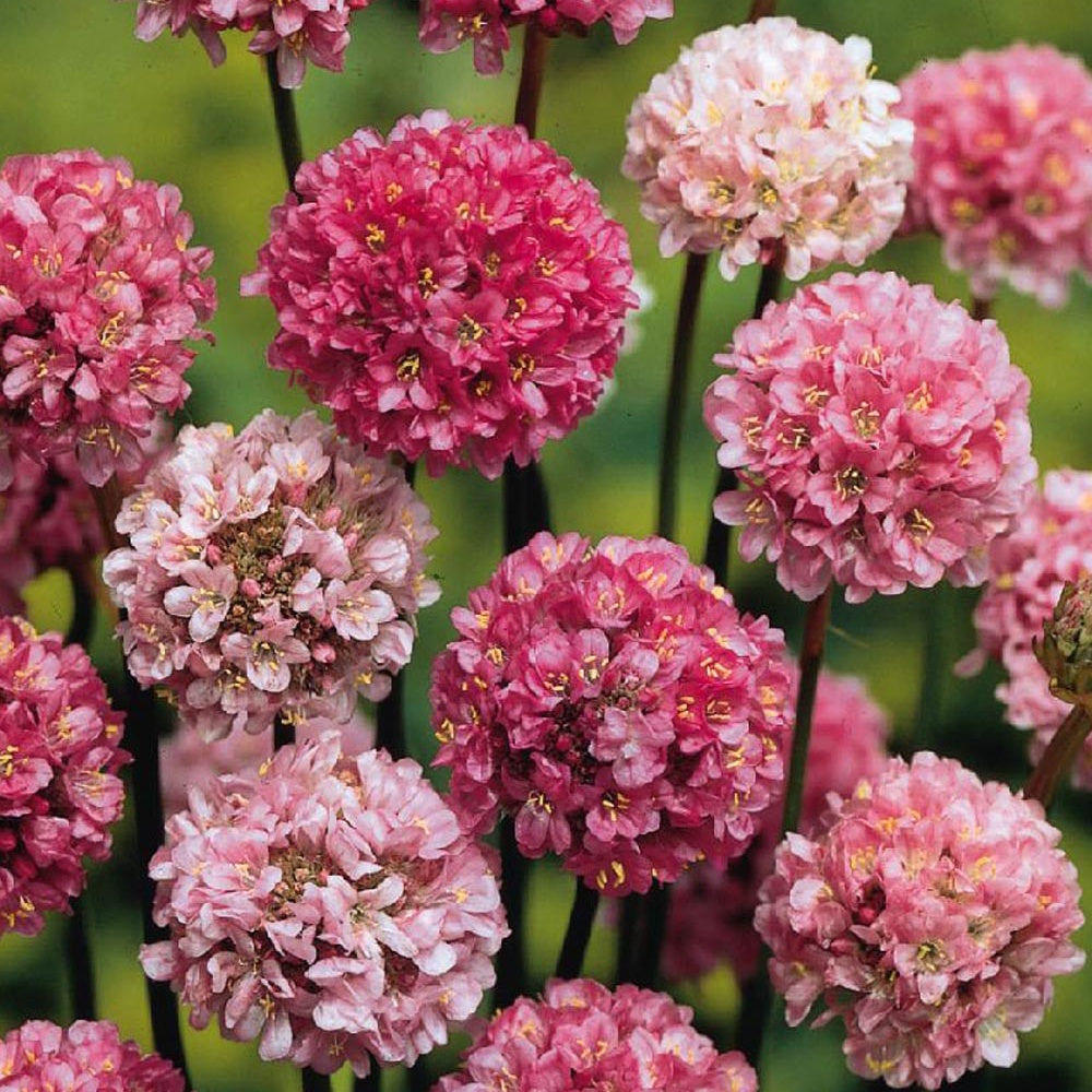 Gazon d'Espagne Ballerina Lilac - Bakker