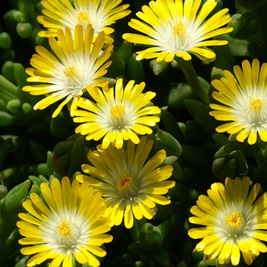 Delosperma Jewel of Desert Peridott ® - Bakker