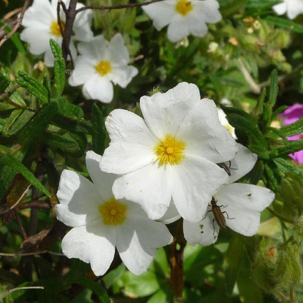 Bakker - Ciste de Montpellier - Cistus monspeliensis - Arbustes et vivaces