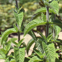 Menthe - Menthe marocaine 'Maroccan' - Mentha spicata