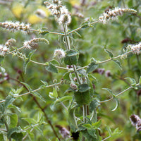 Mentha spicata - Menthe marocaine 'Maroccan' - Menthe