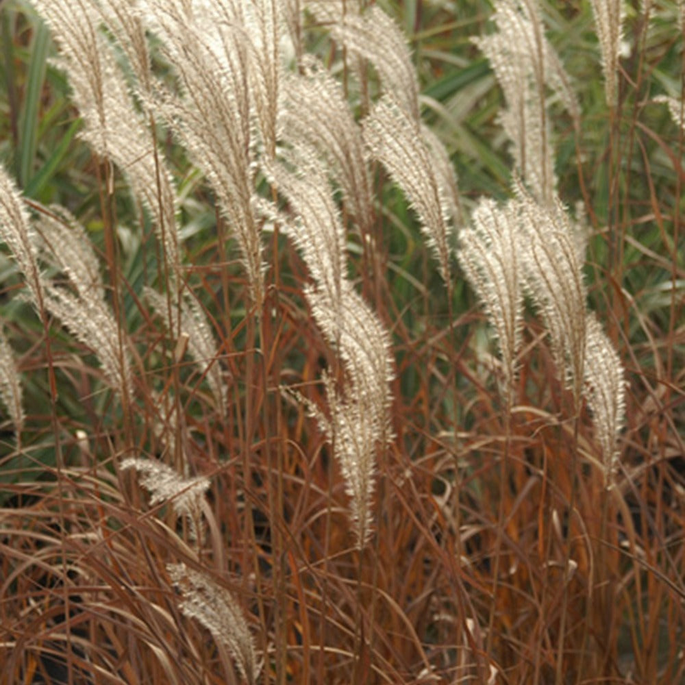 Roseau de Chine 'Adagio' - Miscanthus sinensis Adagio - Bakker