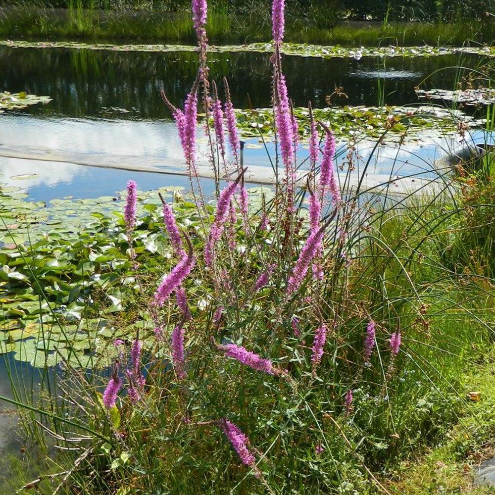 Salicaire commune - Lythrum salicaria - Bakker