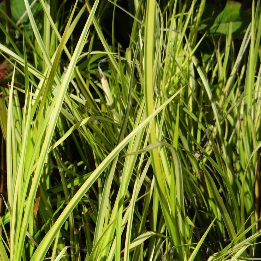 Toutes les plantes de bassin - Acore graminée 'Ogon' - Acorus gramineus Ogon