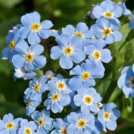 Myosotis des marais - Bakker.com | France