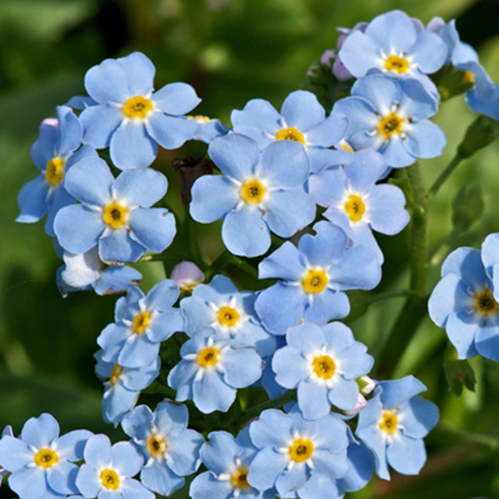 Myosotis des marais - Myosotis palustris - Bakker