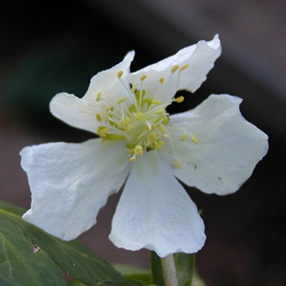 Vente Hellébore 'Christmas Carol' - Helleborus niger