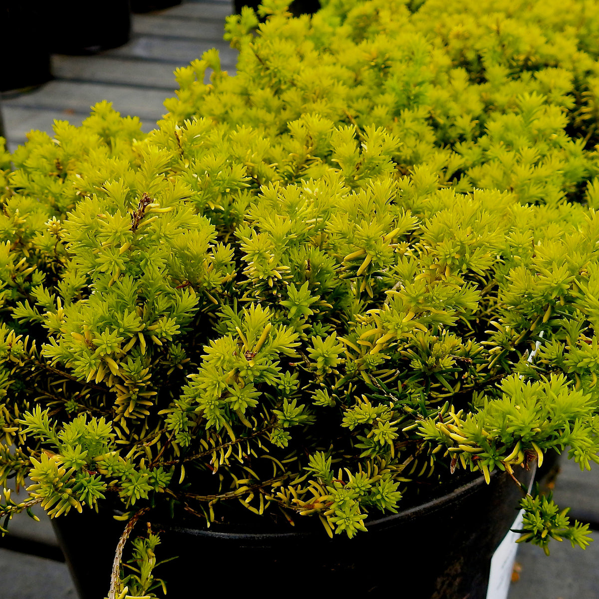 Bruyère d'hiver Golden Starlet - Bakker