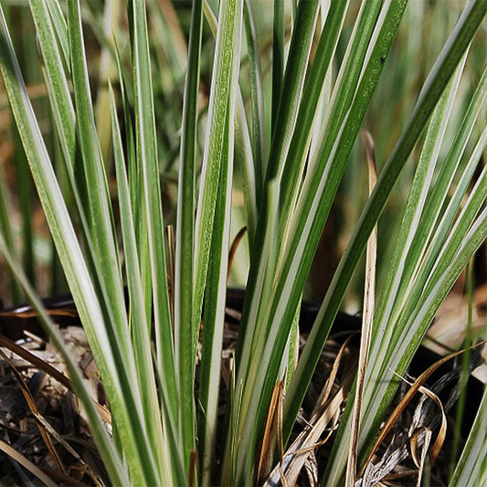 Acore graminée Hakuro-Nishiki - Bakker