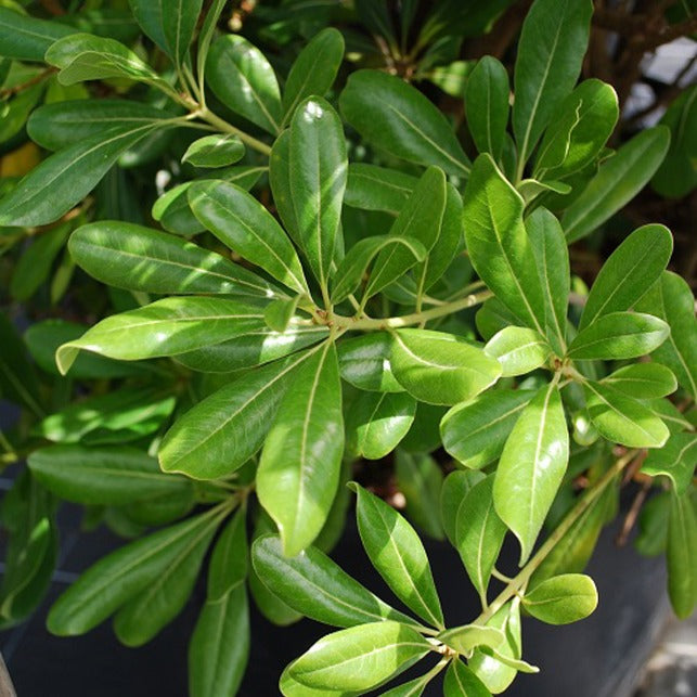 Arbustes à feuillage persistant - Pittosporum tobira - Pittosporum tobira