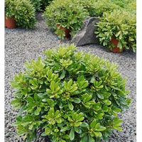 Bakker - Pittosporum tobira ‘nana’ - Pittosporum tobira ‘nana’ - Plantes d'extérieur