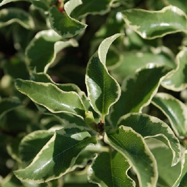 Vente Pittosporum tenuifolium variegatum - Pittosporum tenuifolium Variegatum