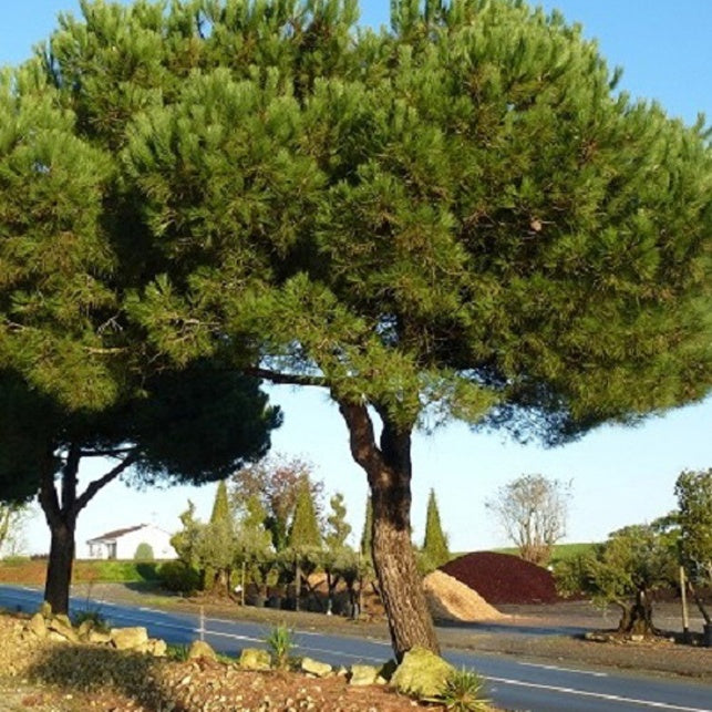 Pin parasol - Pinus pinea - Bakker