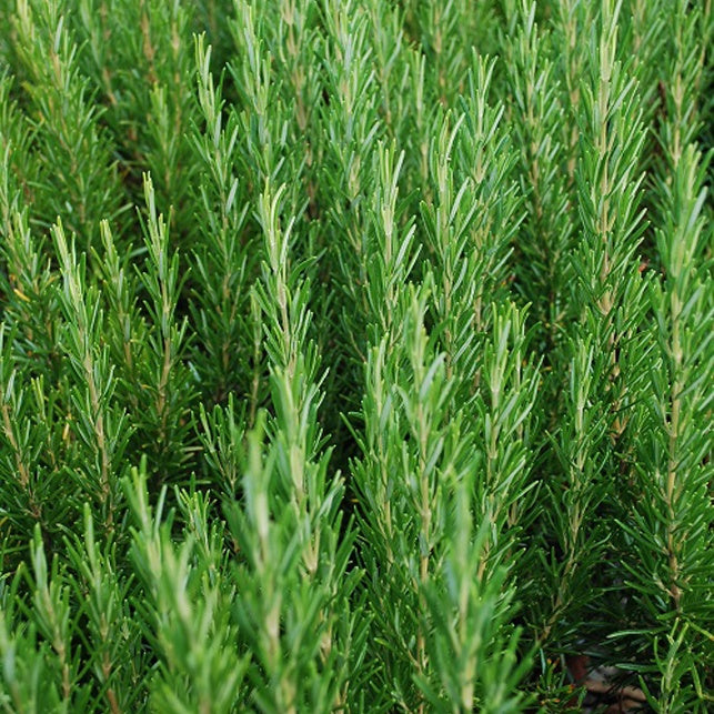 Romarin officinale - Romarin - Bakker